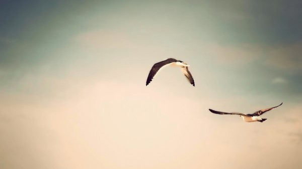 Flight Birds Sky Image Wallpaper