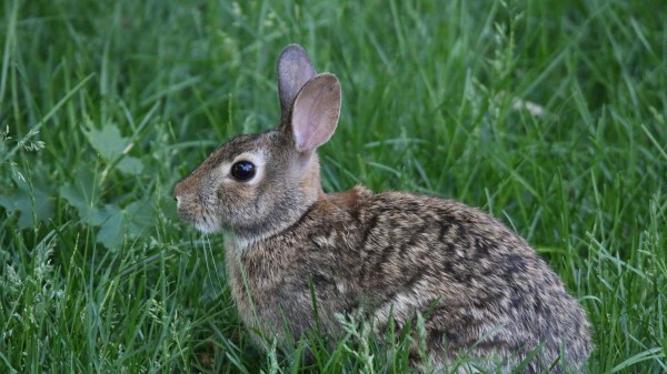 Rabbit Hare Animal Wallpaper