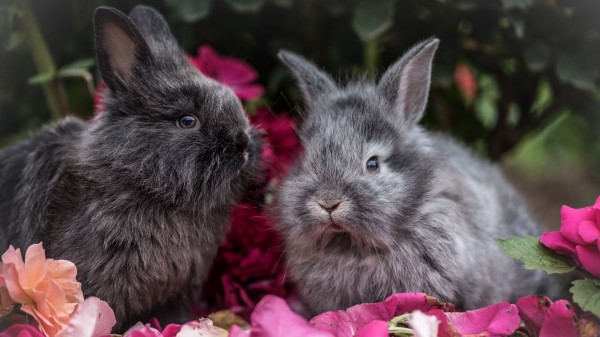 Rabbit Rabbits Fluffy Gray Flowers wallpaper