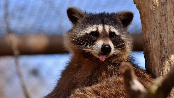 Raccoon Protruding Tongue Muzzle wallpaper