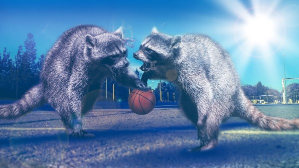Raccoons Basketball Photoshop wallpaper