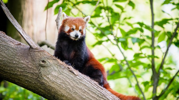 Red Panda Animal Brown Wallpaper
