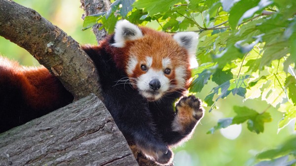 Red Panda Animal Paw Wallpaper