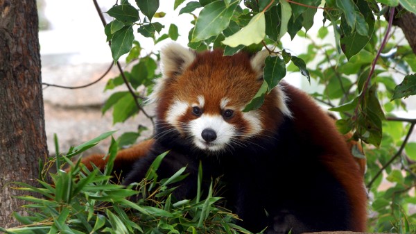 Red Panda Cute Bamboo Image wallpaper