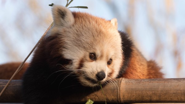 Red Panda Cute Bamboo wallpaper