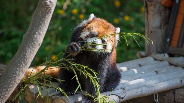 Red Panda Cute Branch Wallpaper