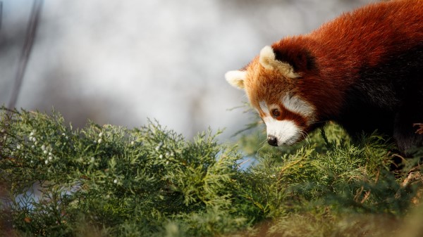 Red Panda Cute Panda Wallpaper