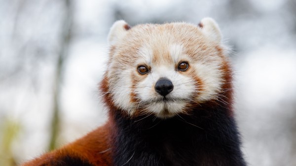 Red Panda Glance Brown Wallpaper