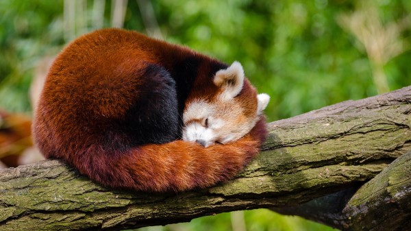 Red Panda Hd Wallpaper
