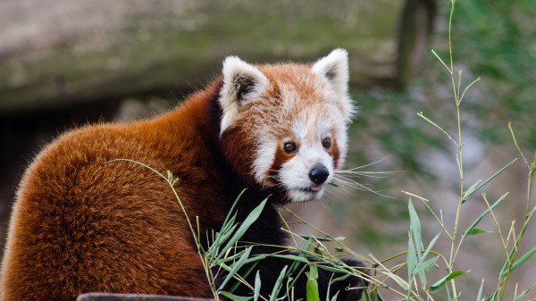 Red Panda Lesser Panda Protruding Tongue Image Wallpaper