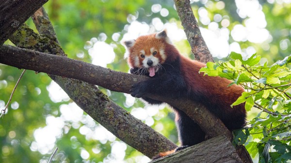 Red Panda Panda Animal Wallpaper