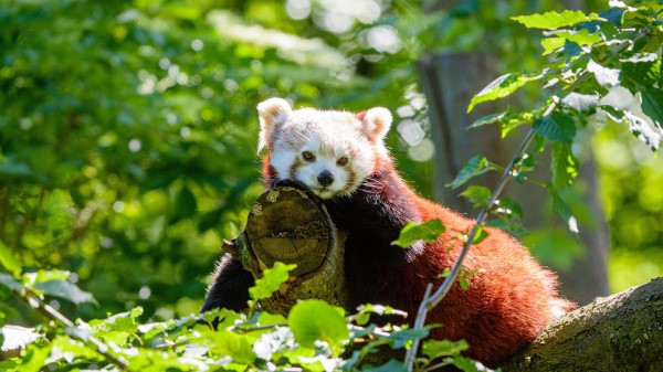 Red Panda Panda Beast Wallpaper