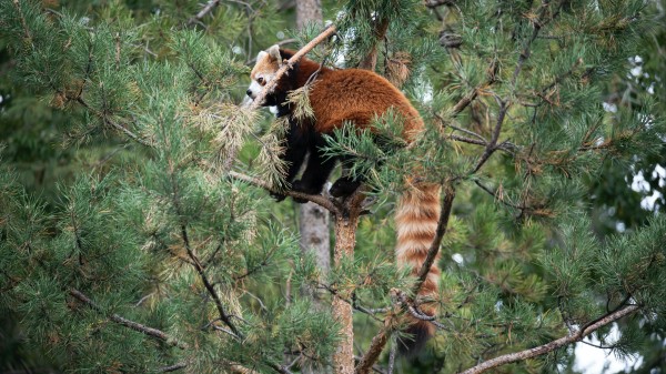 Red Panda Tree Animal wallpaper