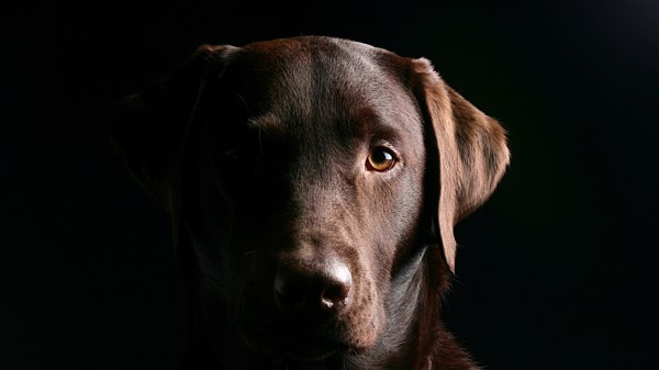 Retriever Dog Muzzle Shadow Ears wallpaper