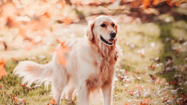 Retriever Dog Pet Wallpaper