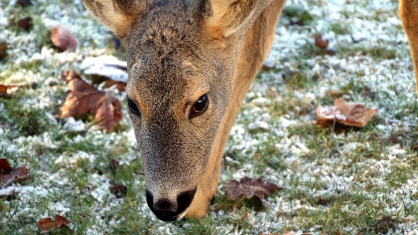 Roe Deer Face Grass Frost Wallpaper
