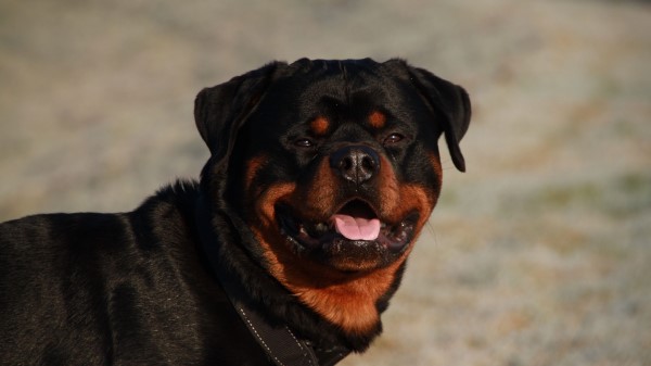 Rottweiler Dog Muzzle Collar Wallpaper