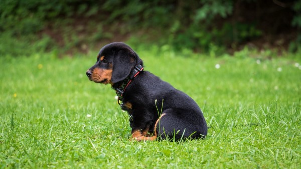 Rottweiler Puppy Dog Wallpaper