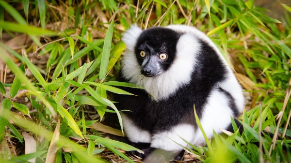 Ruffed Lemur Lemur Fluffy Wallpaper