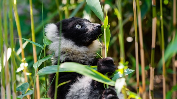 Ruffed Lemur Lemur Wildlife Wallpaper