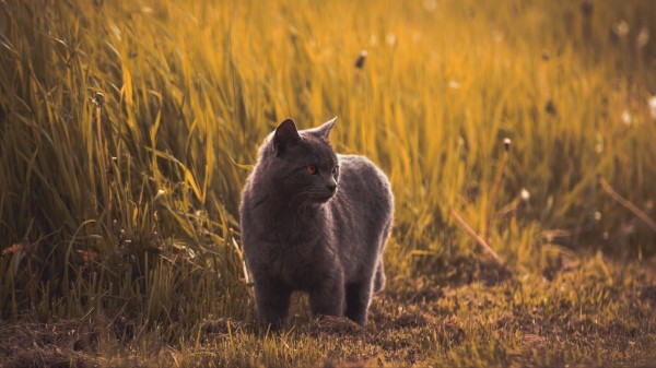 Russian Blues Cat Gray Wallpaper