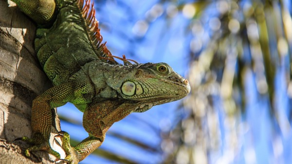 Salamander Reptile Amphibian wallpaper