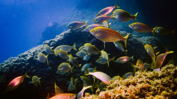 Sarpa Fish Aquarium wallpaper