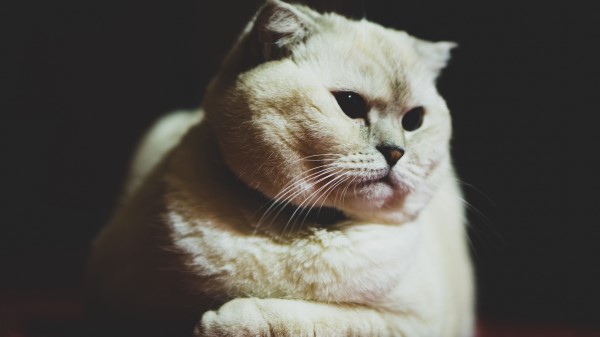 Scottish Fold Cat White Wallpaper