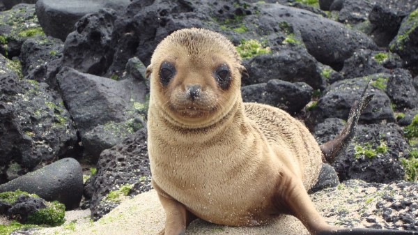 Sea Lion Galapagos Islands Look wallpaper