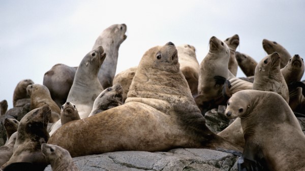 Seals Pack Rock Wallpaper