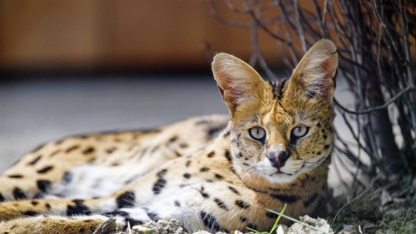 Serval Wild Cat Spots wallpaper