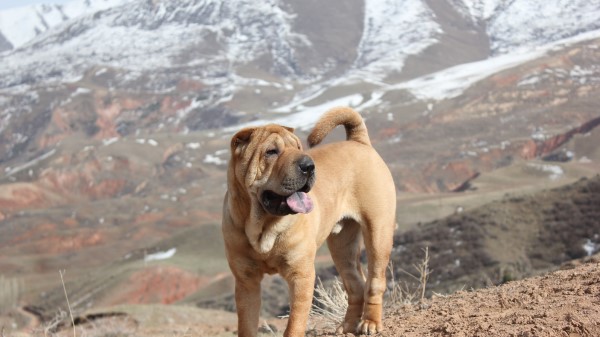 Shar Pei Dog Walking Pupp Wallpaper