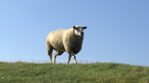 Sheep Field Grass Walk Wallpaper