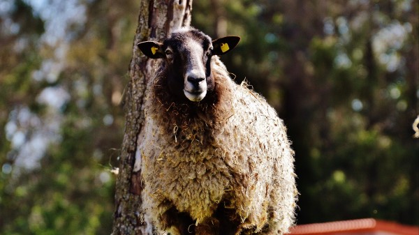 Sheep Hair Grass Wallpaper