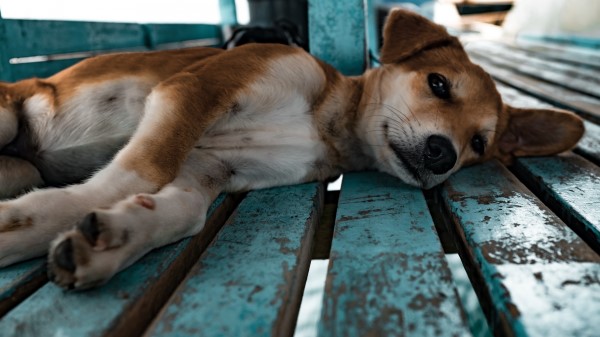 Shiba Inu Dog Puppy Lying wallpaper