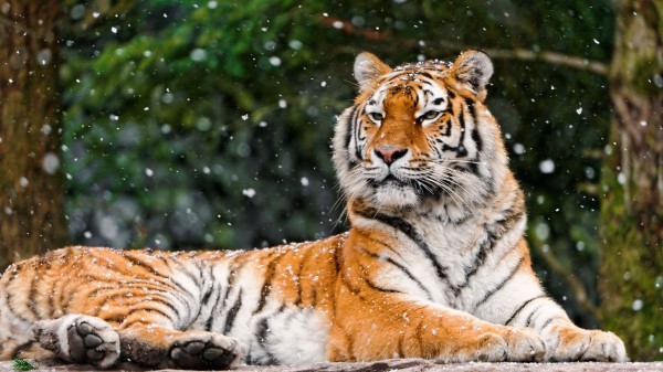 Siberian Tiger Elena Tigress Snowfall Hd wallpaper