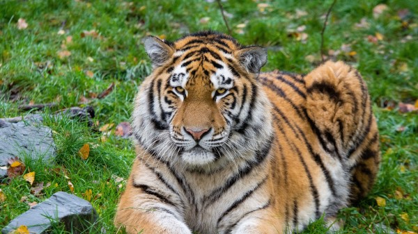 Siberian Tiger Tiger Predator Big Cat Lies Wallpaper
