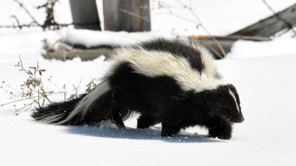 Skunk Snow Trail Walk Wallpaper