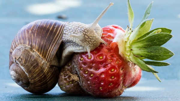 Snail Strawberry Berry Rotten Wallpaper
