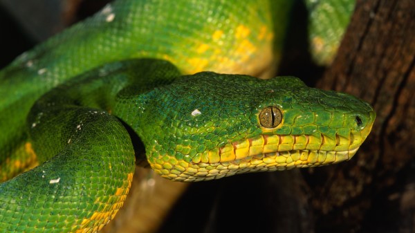 Snake Color Eyes Dangerous Wallpaper