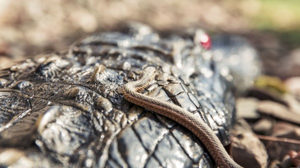 Snake Crocodile Reptiles Macro wallpaper