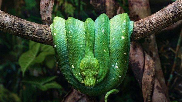 Snake Reptile Green Image wallpaper
