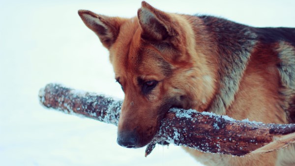 Snow Dog German Shepherd Wallpaper