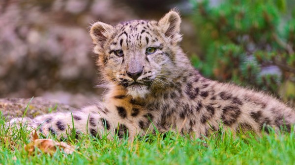 Snow Leopard Cub Grass Lie Wallpaper