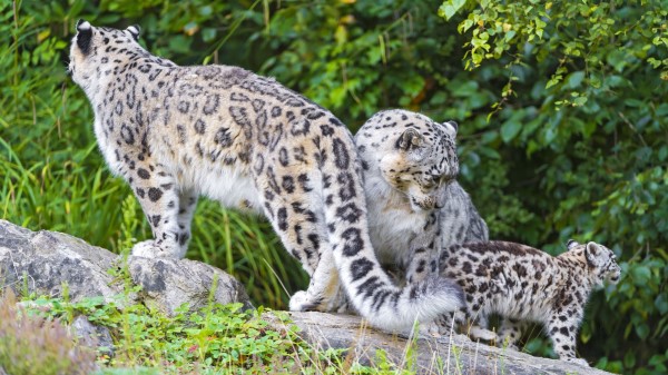 Snow Leopard Little Family Wallpaper