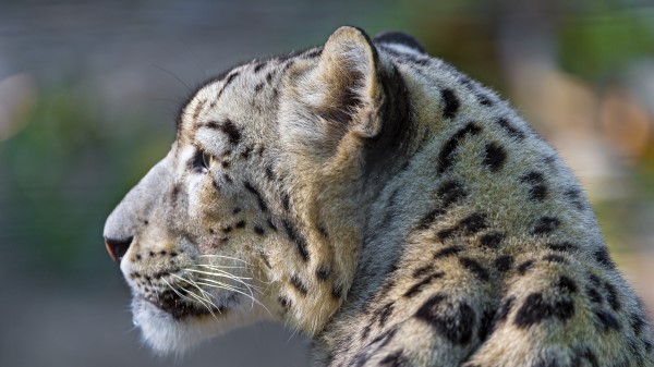 Snow Leopard Look Profile Wallpaper