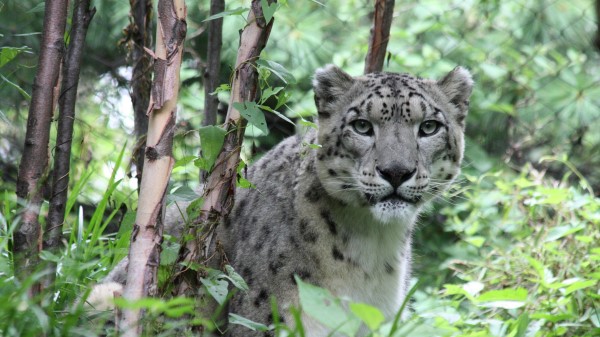 Snow Leopard Predator Big Cat Image Wallpaper