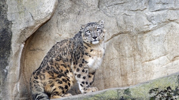 Snow Leopard Predator Big Cat Photo Wallpaper