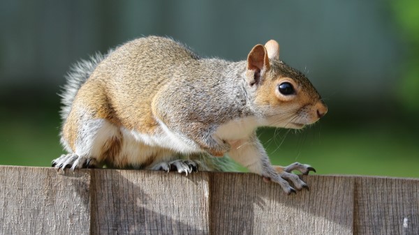 Squirrel Animal Fear Fence Wallpaper