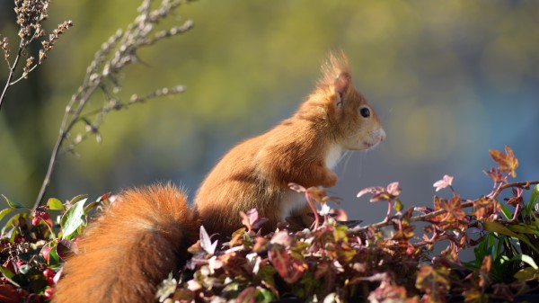 Squirrel Animal Foliage Image wallpaper